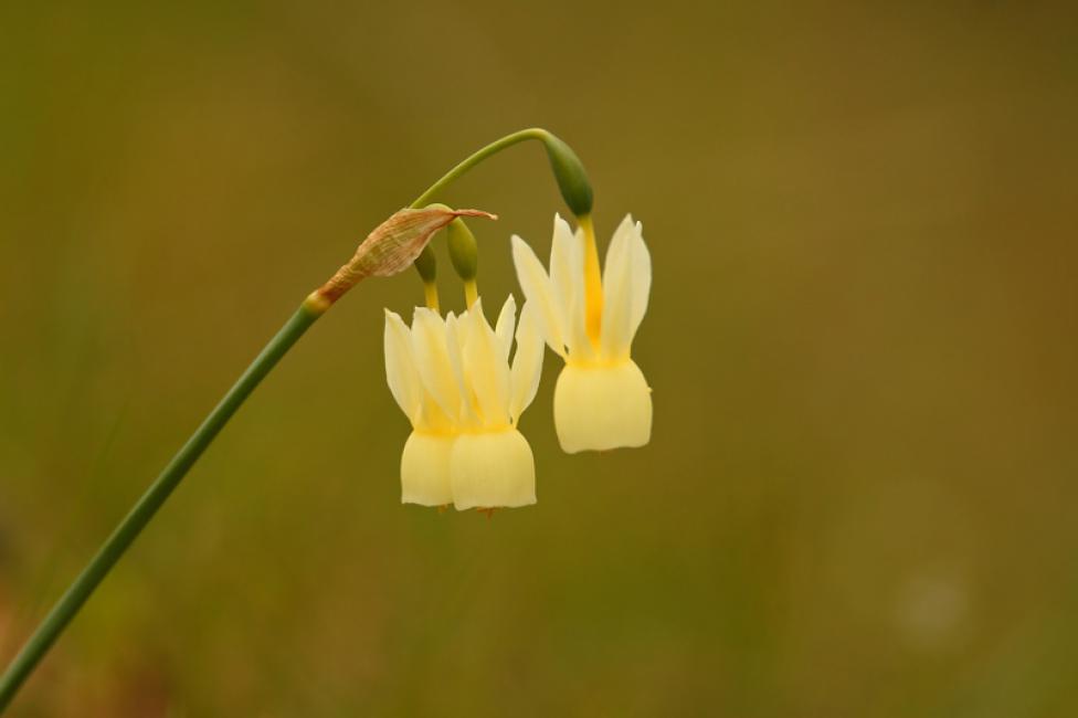 Narcisos (Narcissus triandrus)